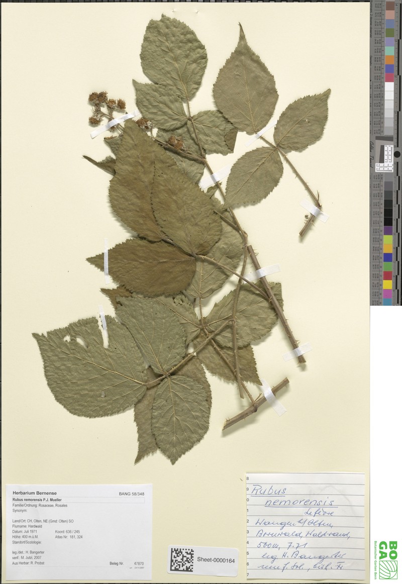 Rubus nemorensis photo 4