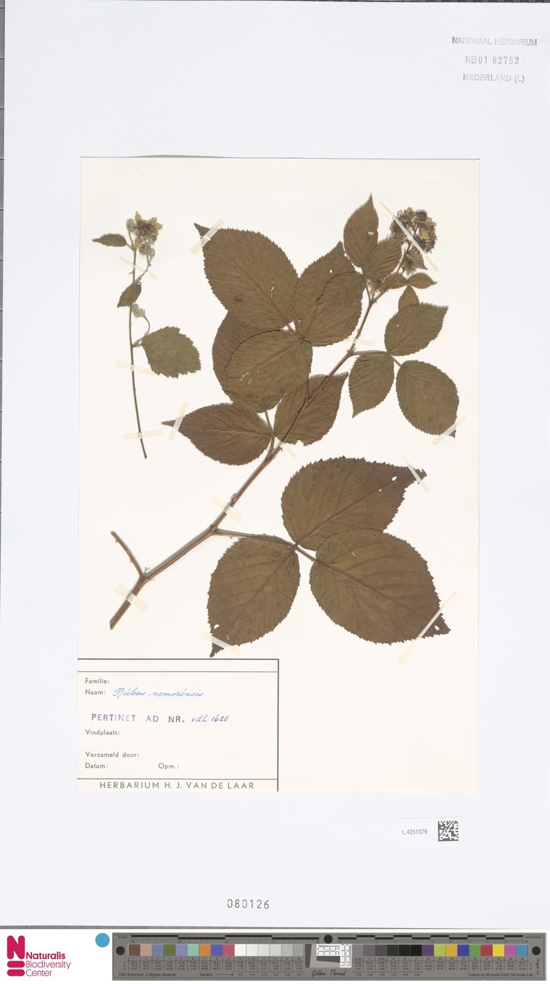 Rubus nemorensis photo 5