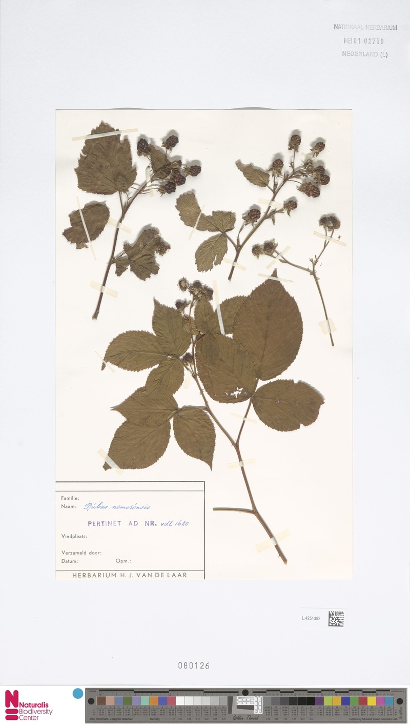 Rubus nemorensis photo 6