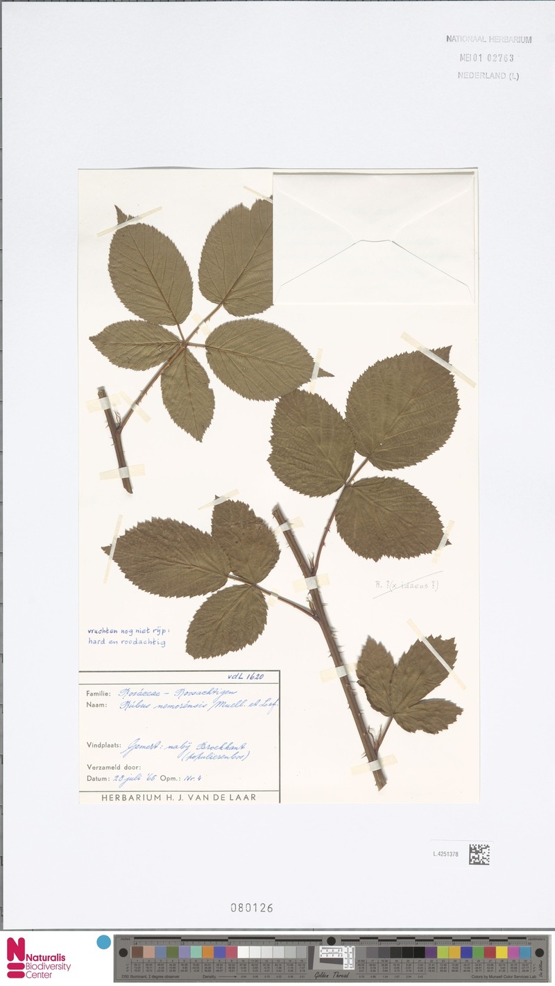 Rubus nemorensis photo 7