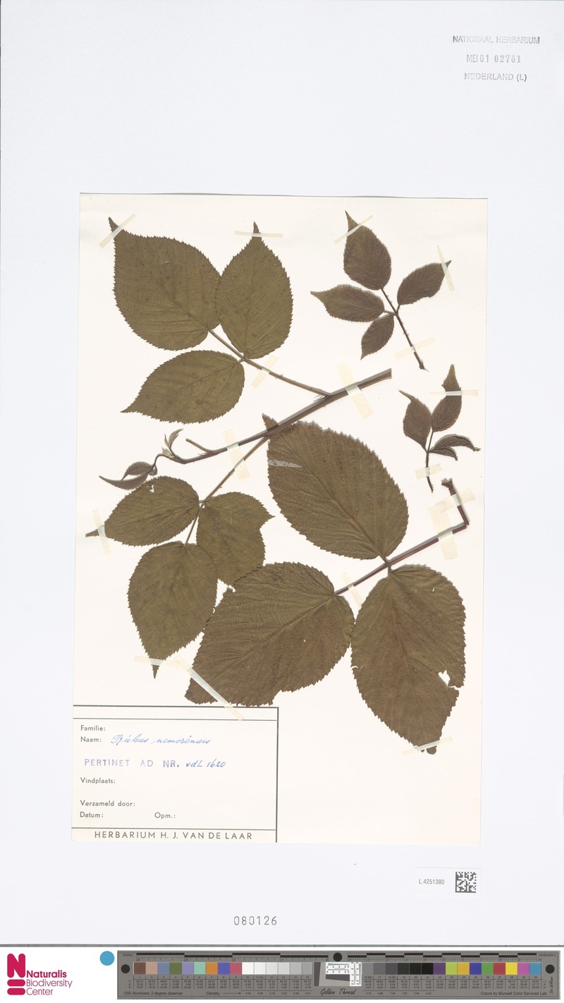 Rubus nemorensis photo 8