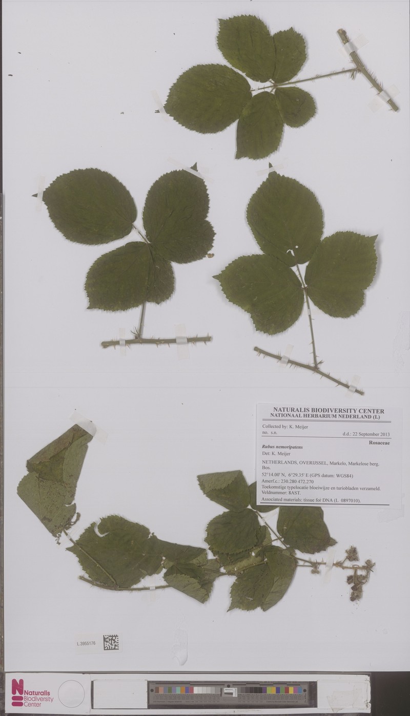 Rubus nemoripetens