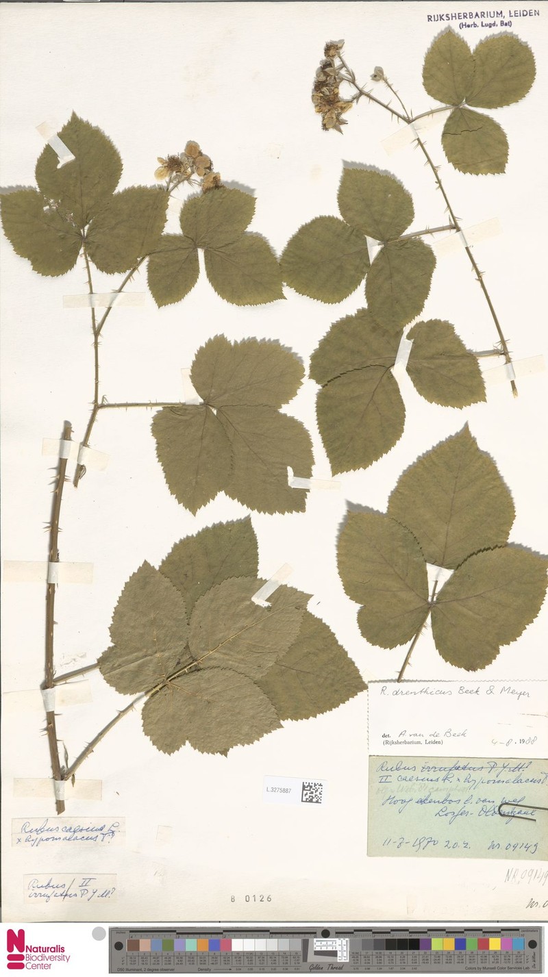 Rubus nemoripetens photo 2
