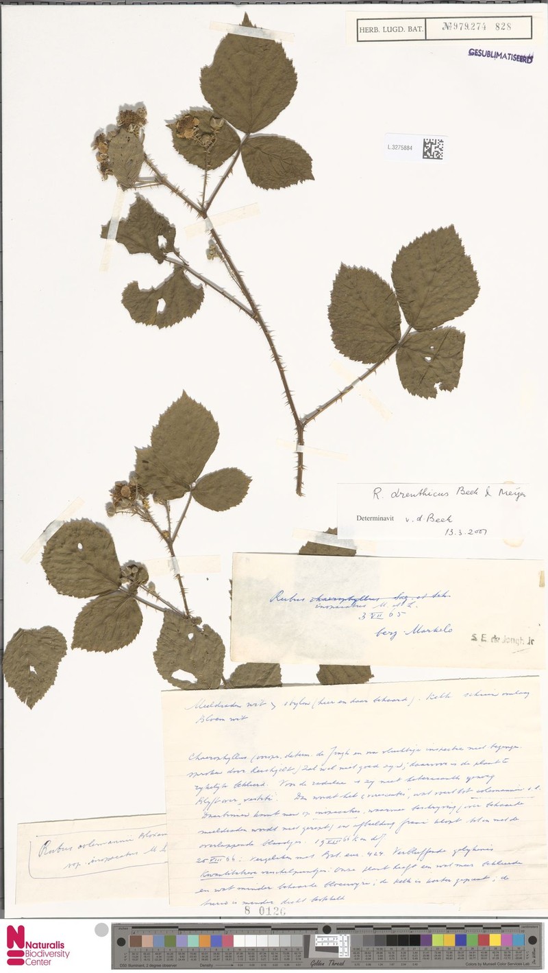 Rubus nemoripetens photo 3