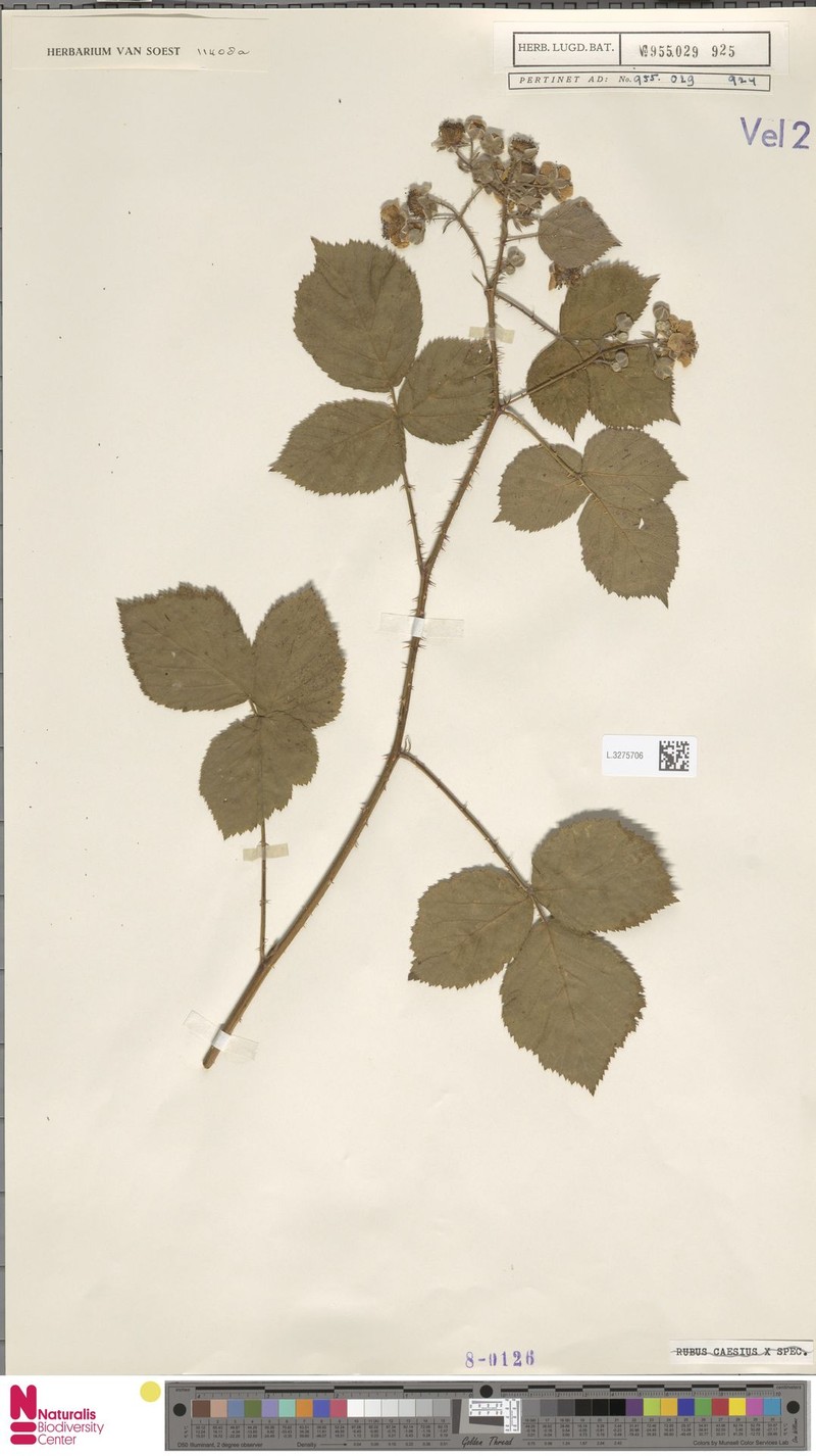Rubus nemoripetens photo 4