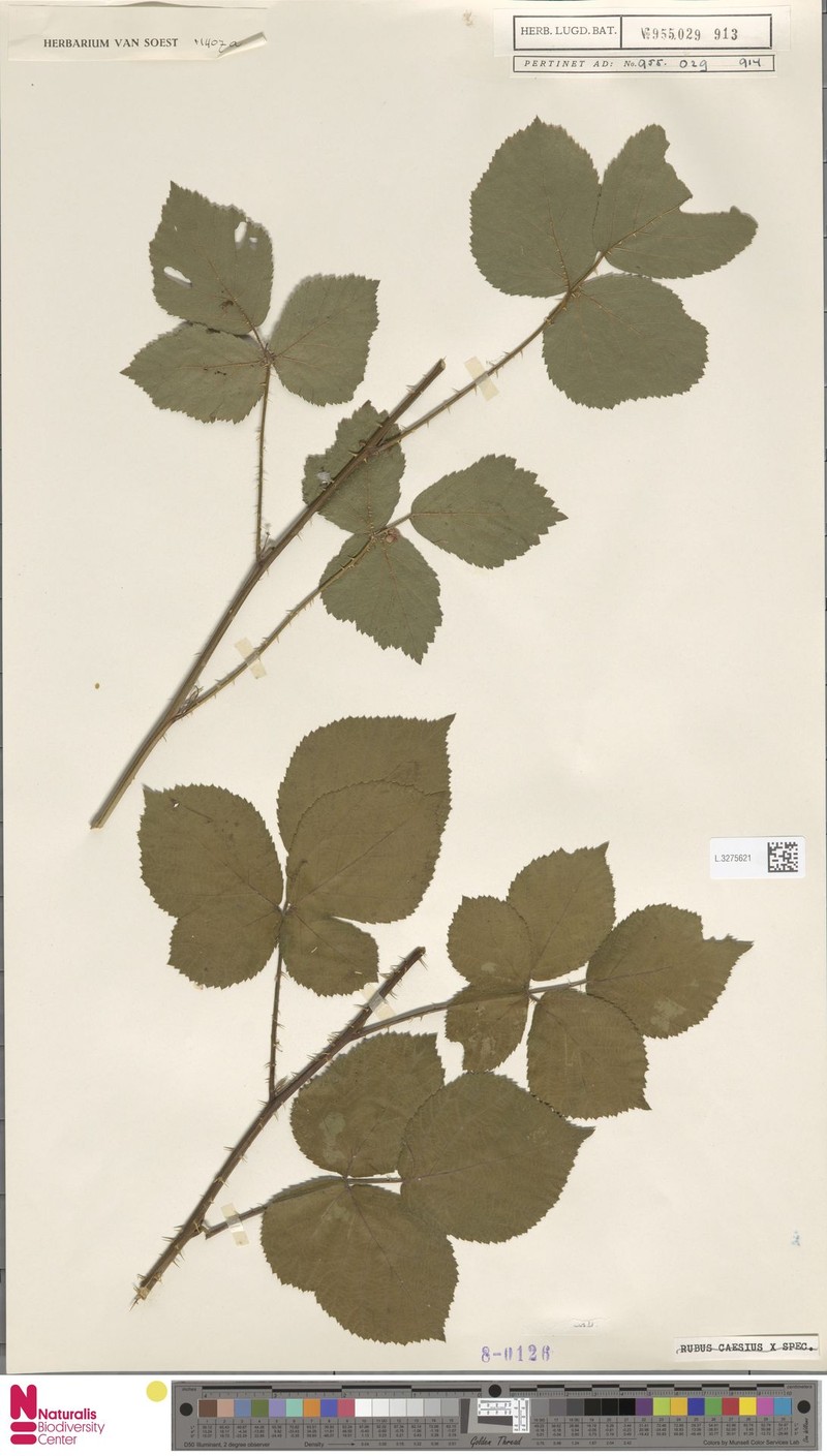 Rubus nemoripetens photo 5