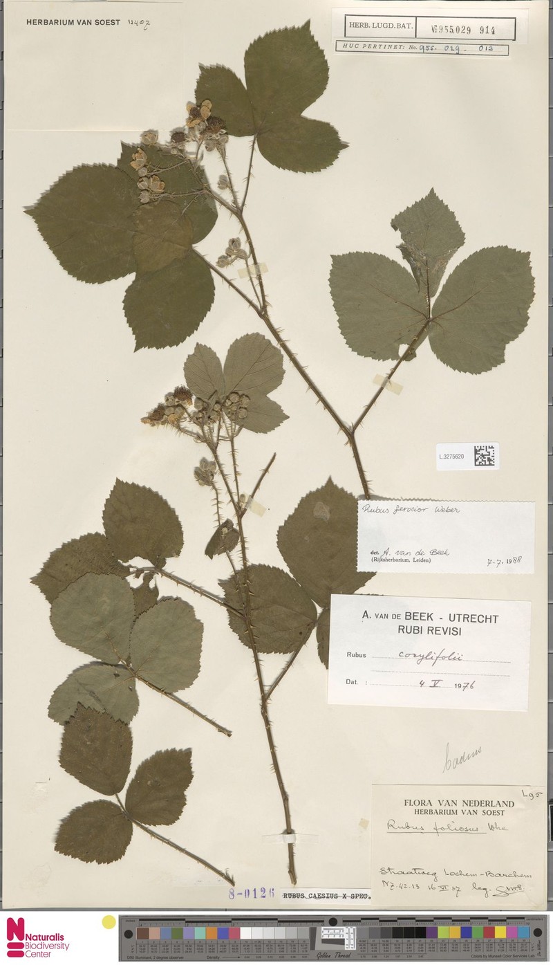 Rubus nemoripetens photo 6
