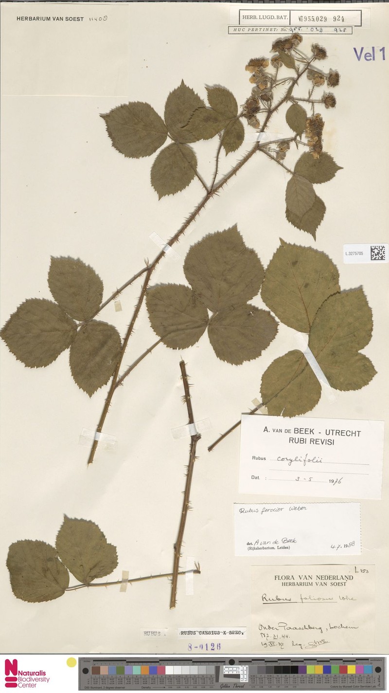 Rubus nemoripetens photo 7
