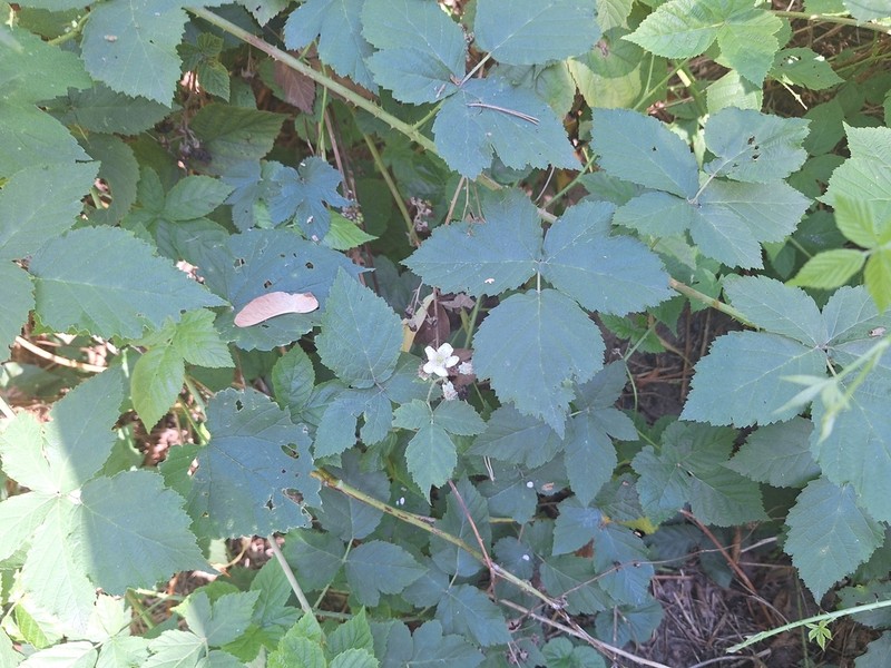 Rubus nemorosus photo 2