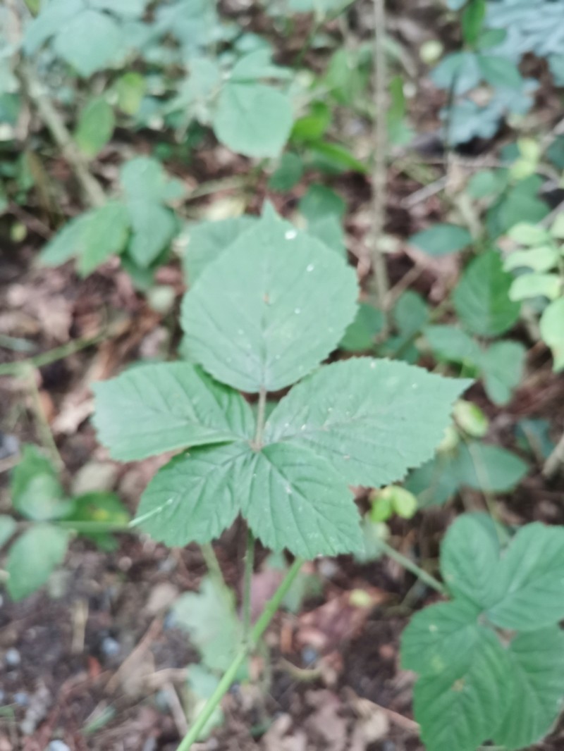 Rubus nemorosus photo 3