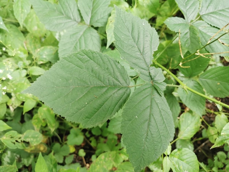 Rubus nemorosus photo 4