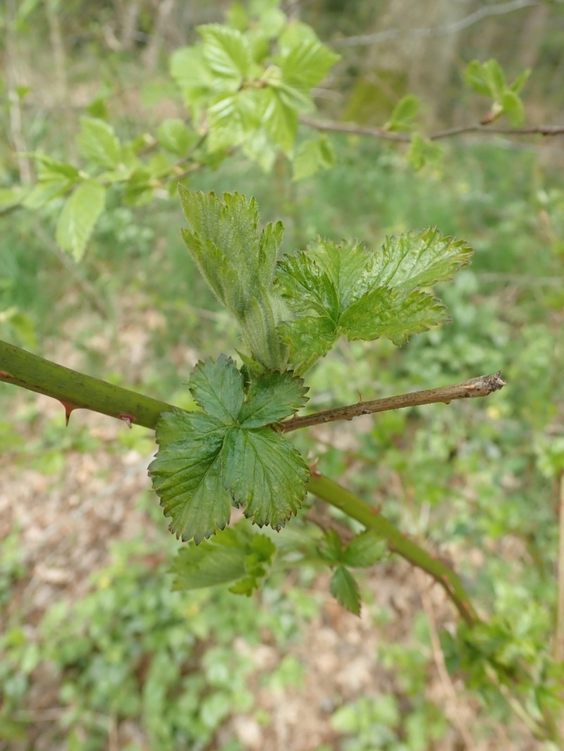 Rubus nemorosus photo 5