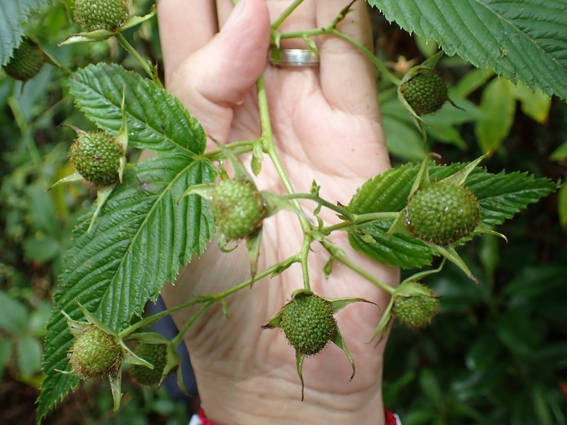 Rubus neoebudicus
