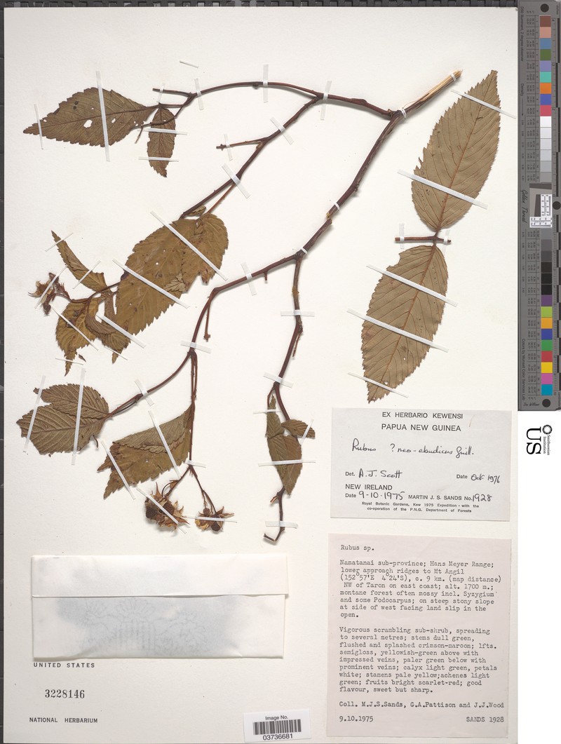 Rubus neoebudicus photo 3
