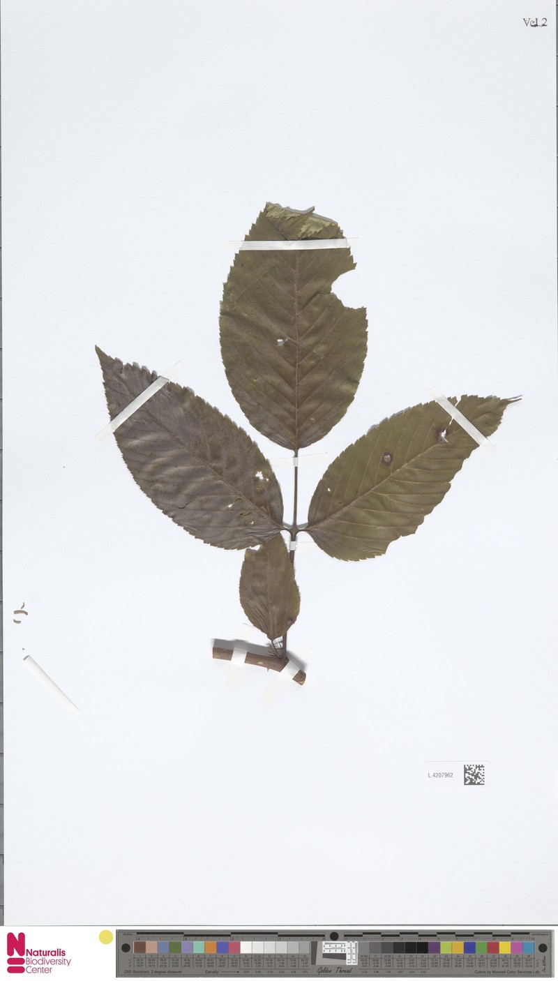 Rubus neoebudicus photo 4