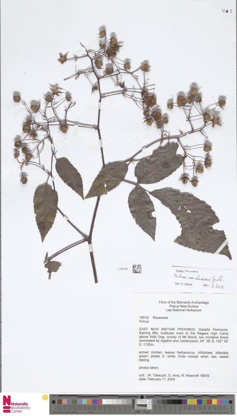 Rubus neoebudicus photo 5