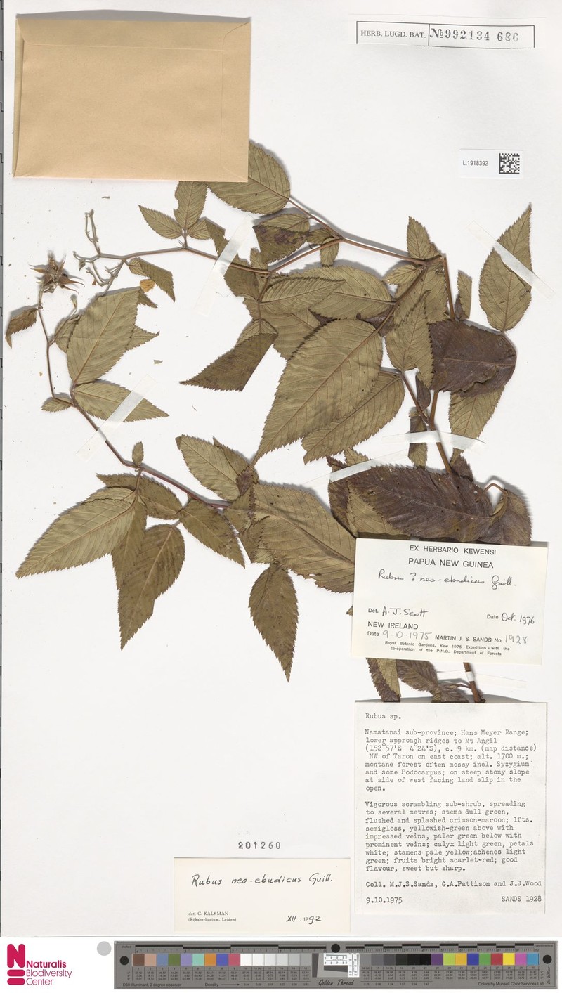 Rubus neoebudicus photo 6
