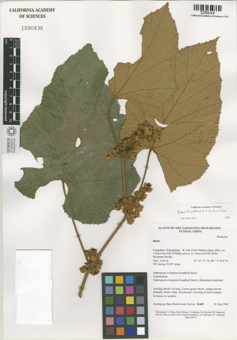 Rubus neofuscifolius