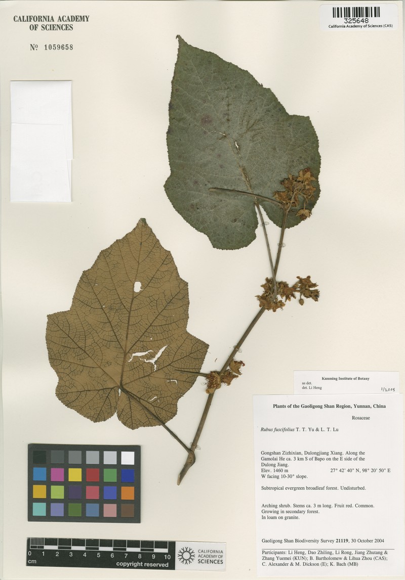 Rubus neofuscifolius photo 3