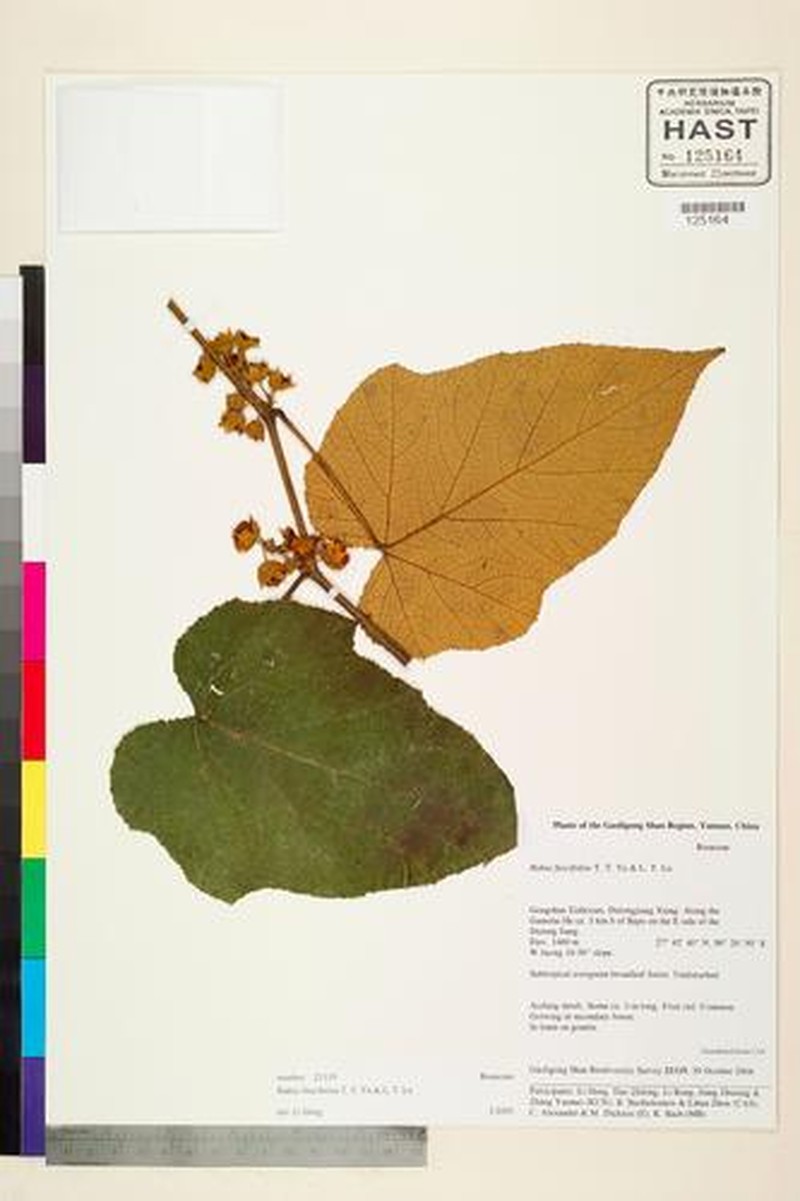 Rubus neofuscifolius photo 4