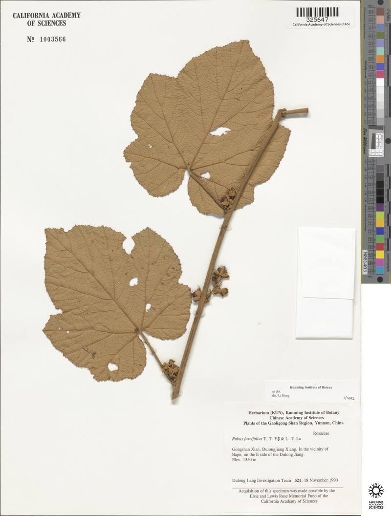 Rubus neofuscifolius photo 5