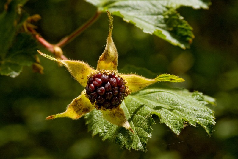 New Mexico Raspberry photo 2