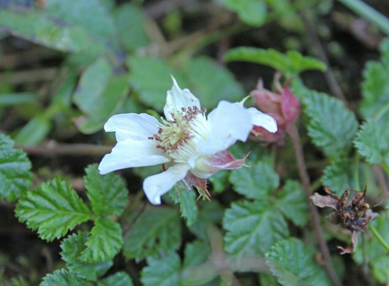 Rubus nepalensis photo 2