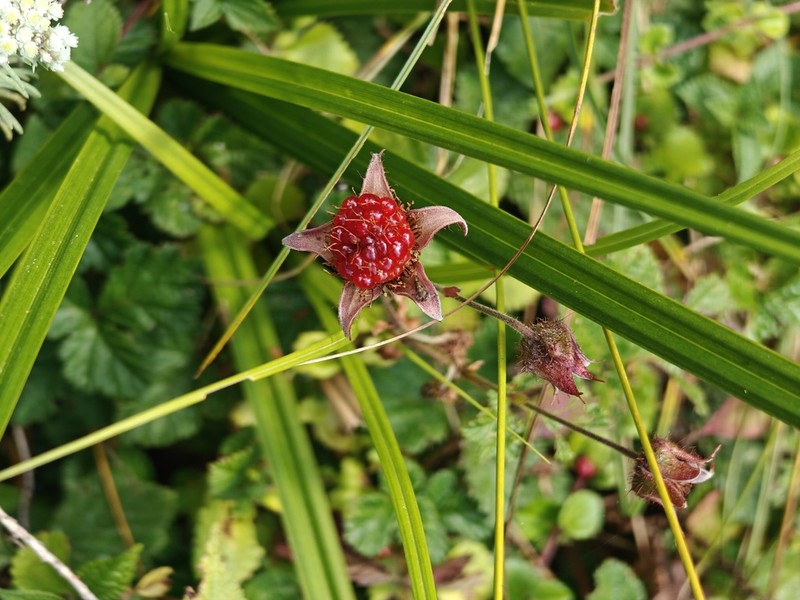 Rubus nepalensis photo 3