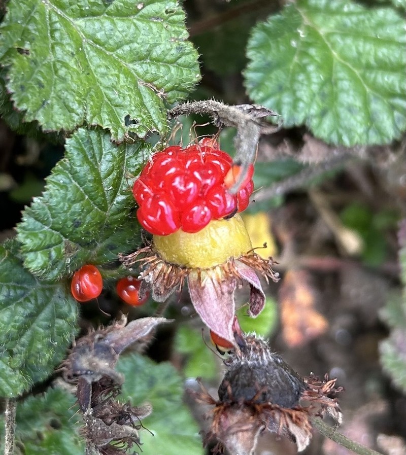 Rubus nepalensis photo 4