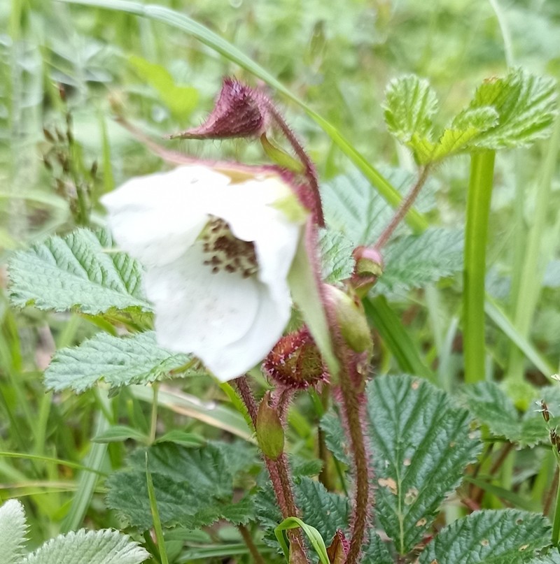 Rubus nepalensis photo 6