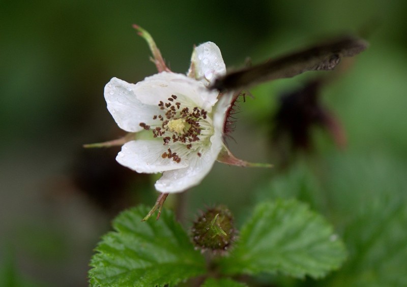 Rubus nepalensis photo 7