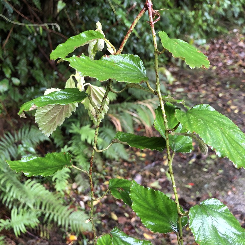 Rubus nesiotes photo 3