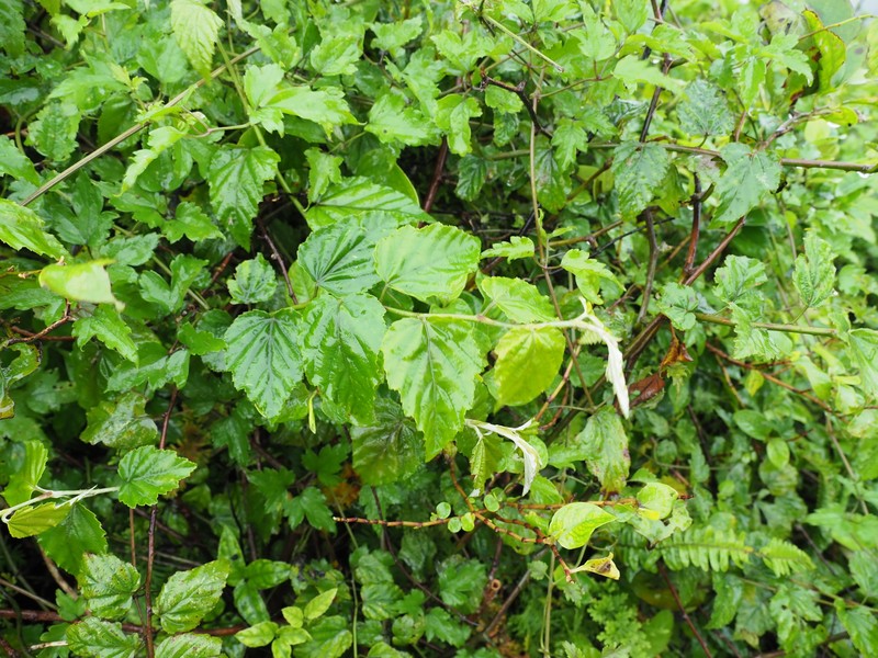Rubus nesiotes photo 4