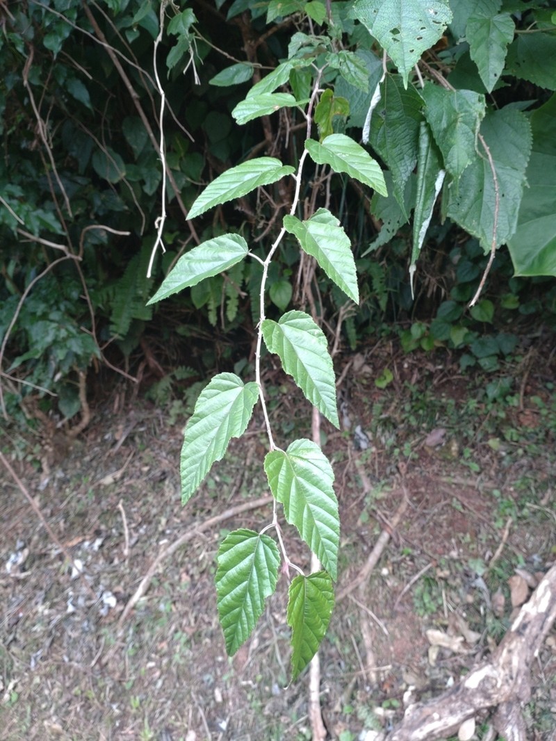 Rubus nesiotes photo 5