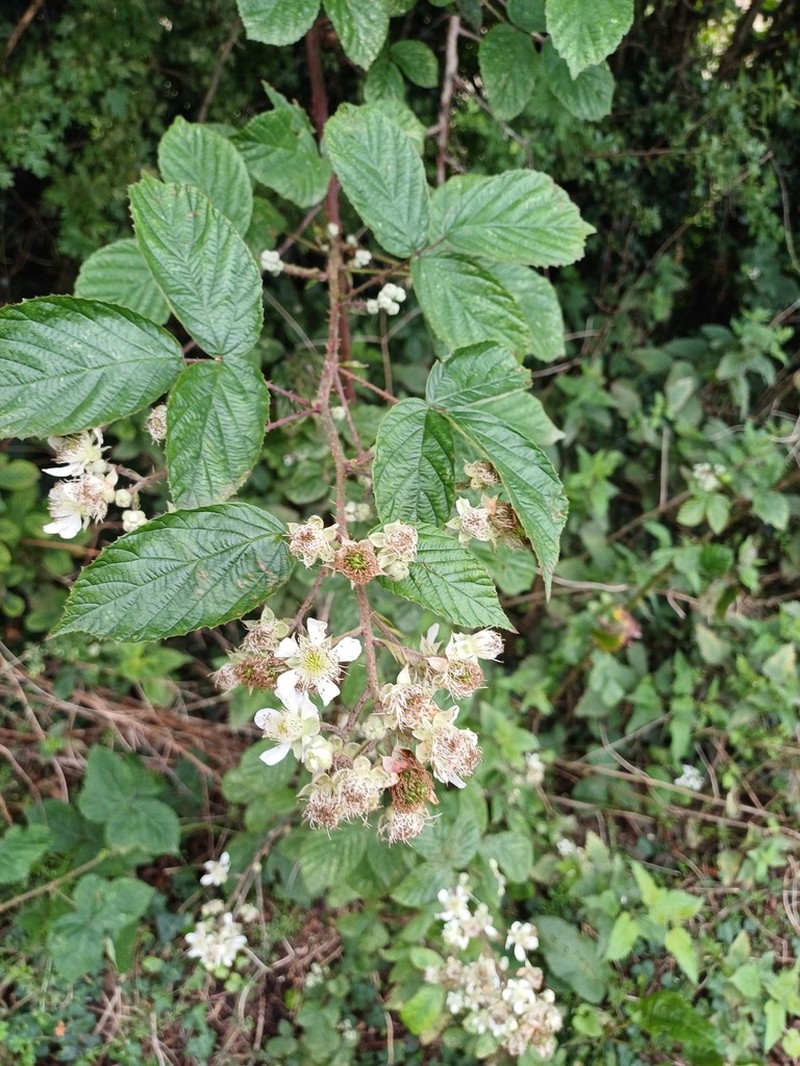 Rubus newbouldii photo 2