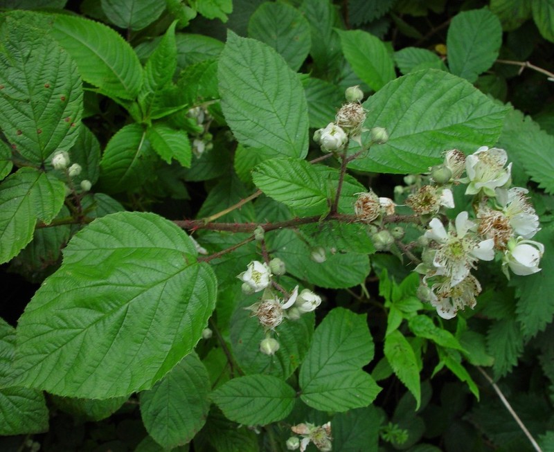 Rubus newbouldii photo 3