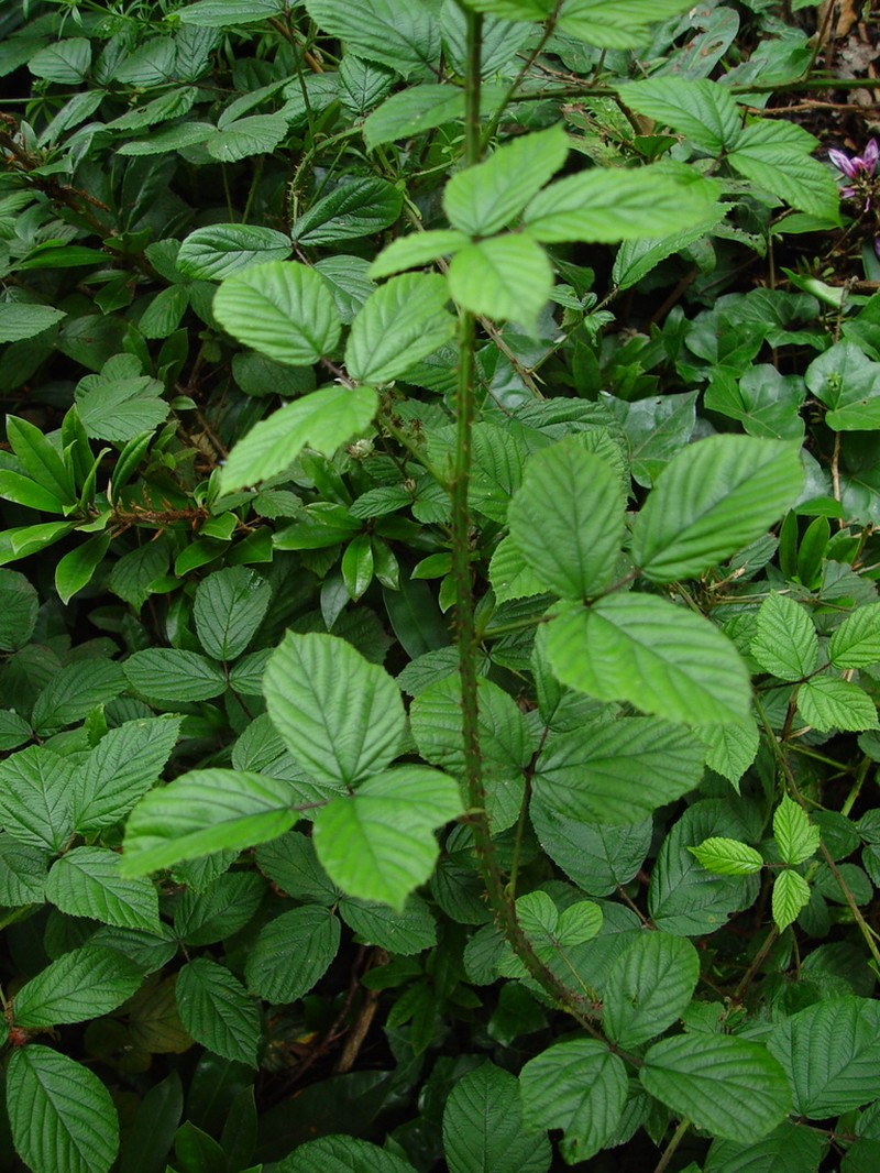 Rubus newbouldii photo 4