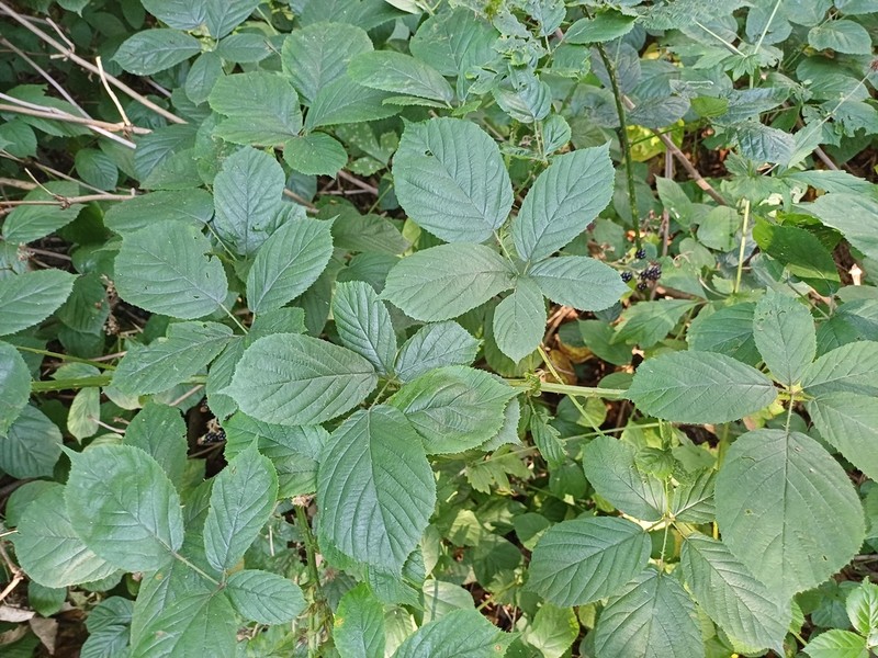 Rubus newbouldii photo 5