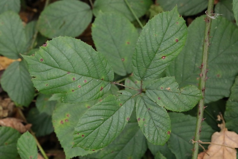 Rubus newbouldii photo 6