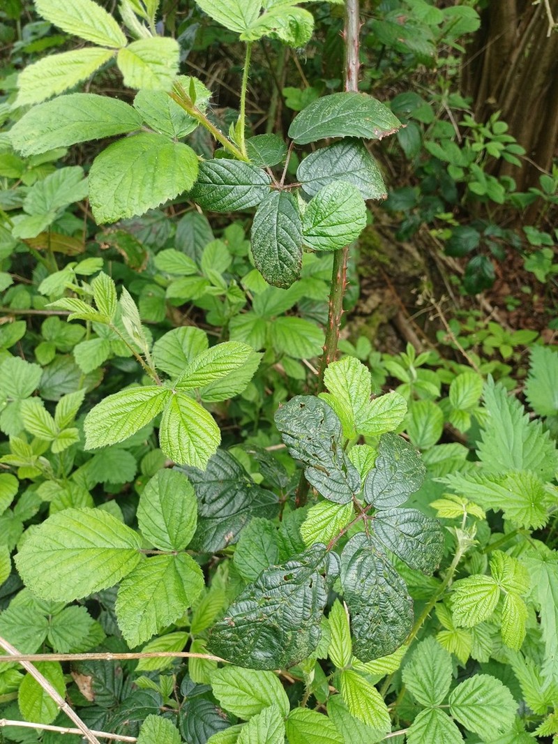 Rubus newbouldii photo 7