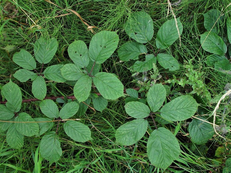 Rubus newbouldii photo 8