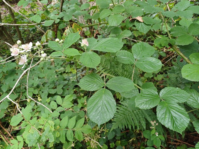 Rubus newtonii photo 2