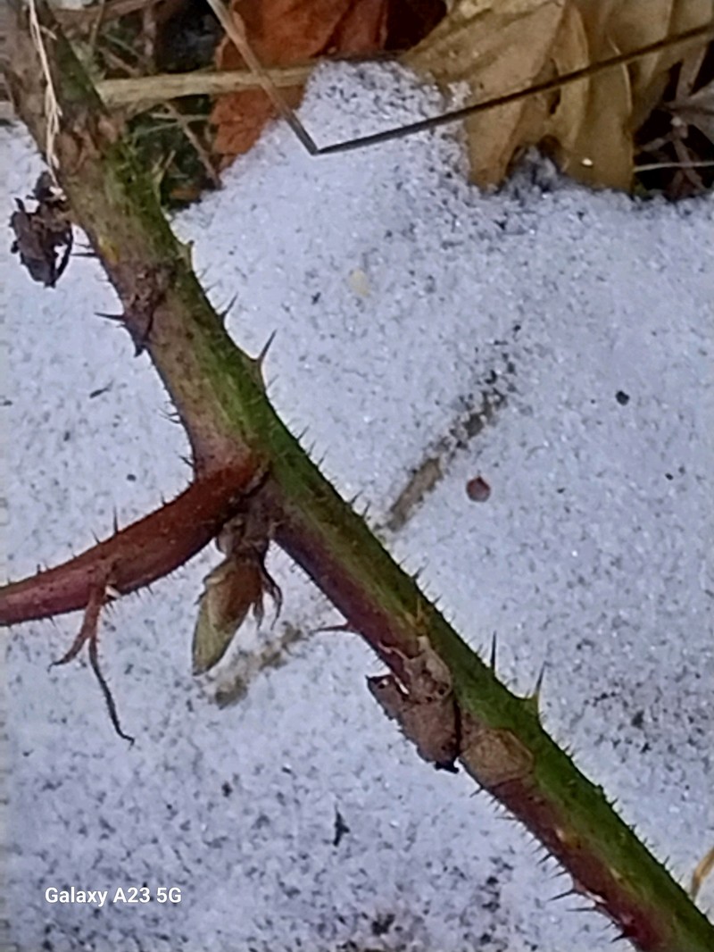 Rubus nigricans