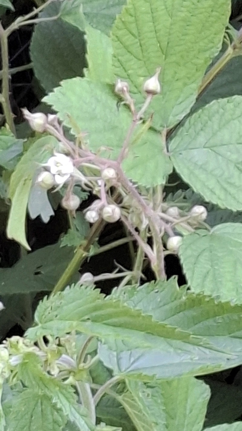 Rubus nigricans photo 2