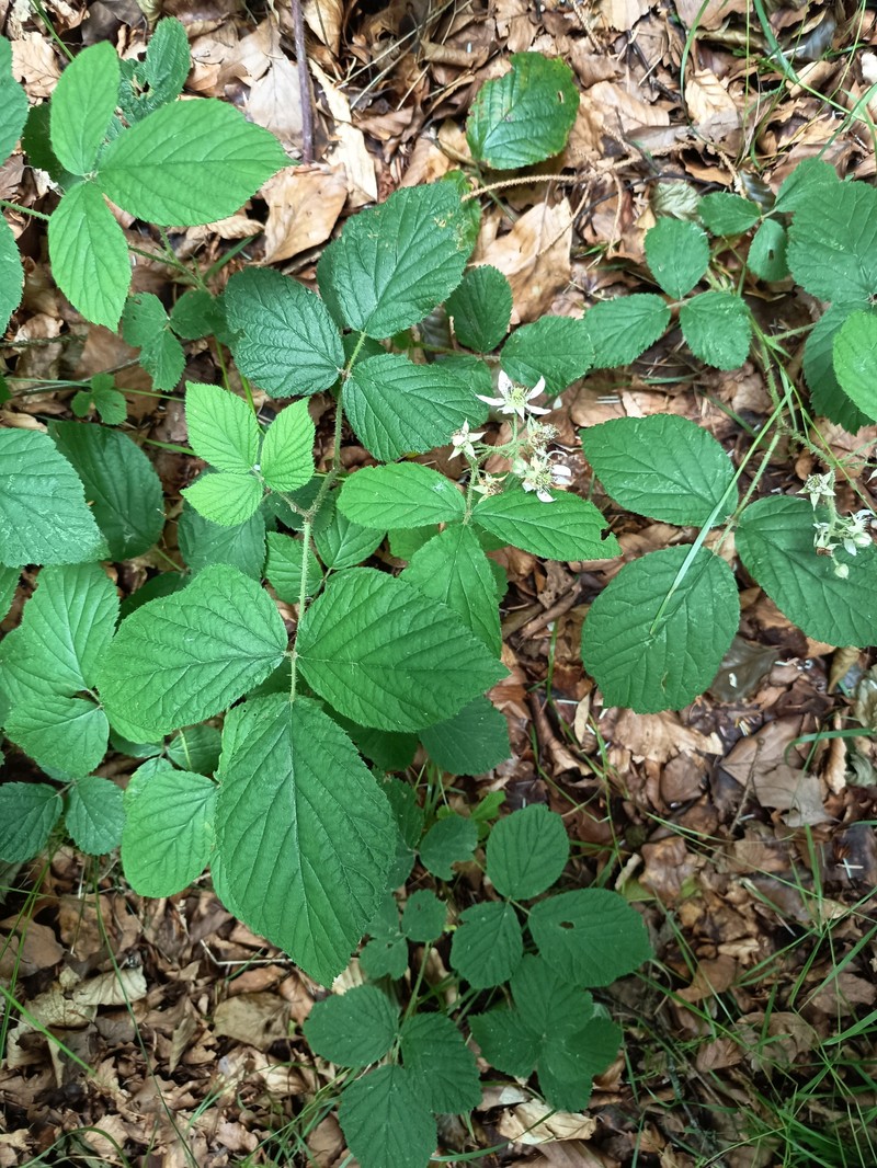 Rubus nigricans photo 3