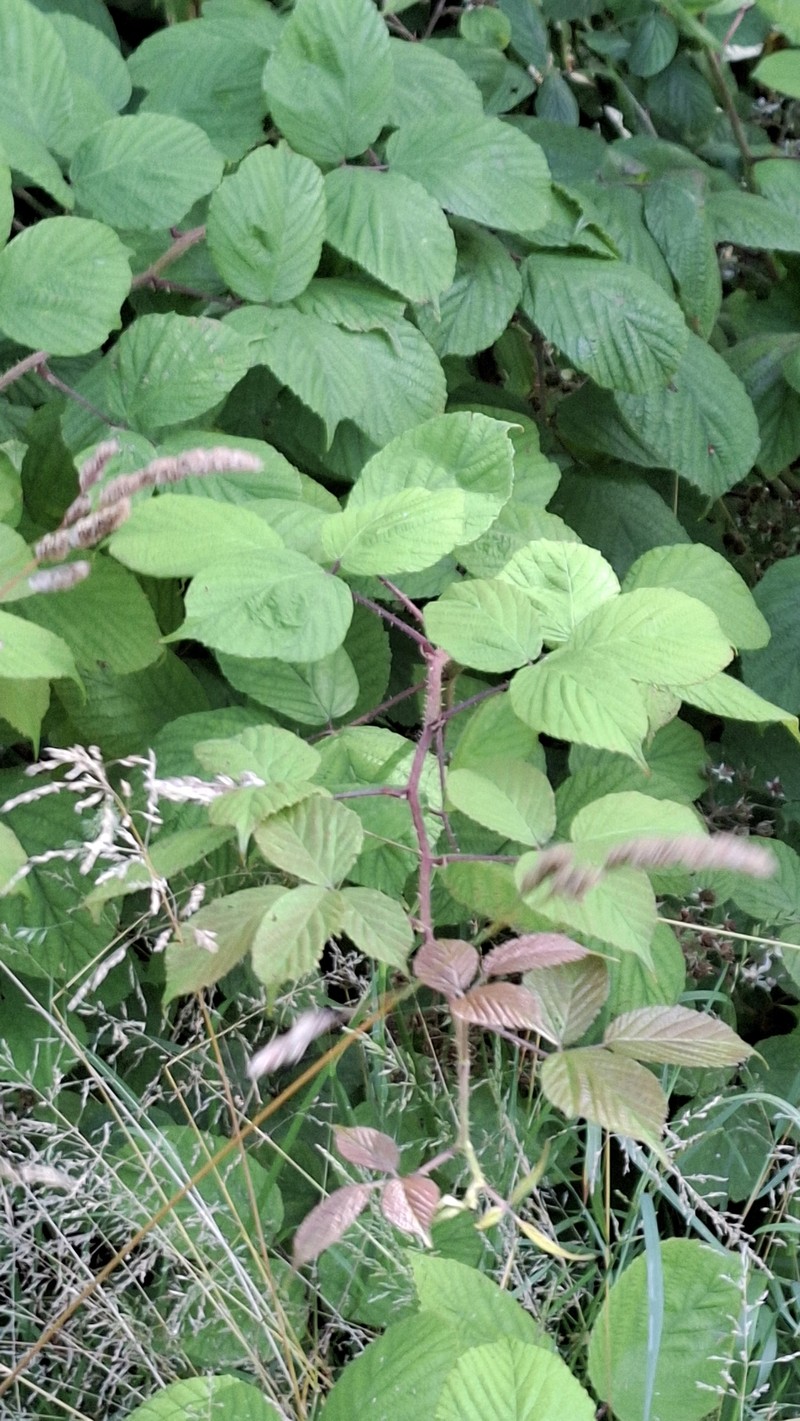 Rubus nigricans photo 4