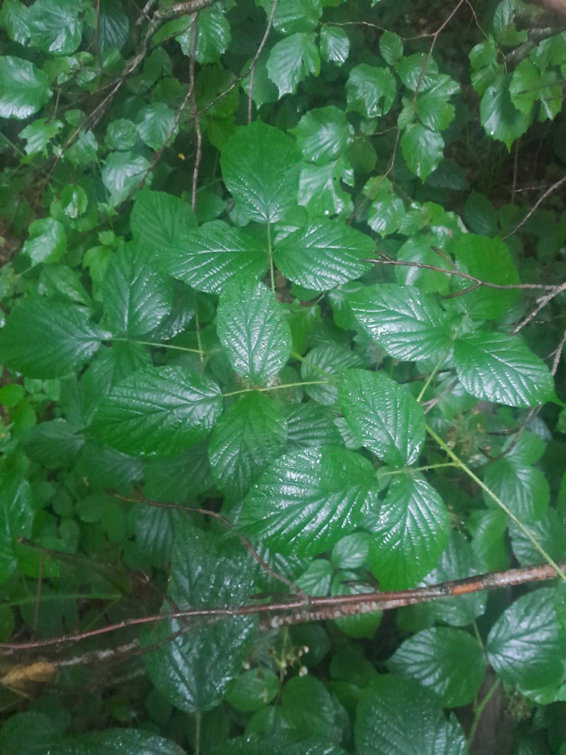 Rubus nigricans photo 5