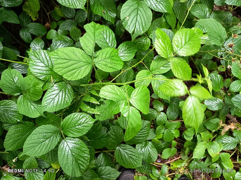 Rubus nigricans photo 6