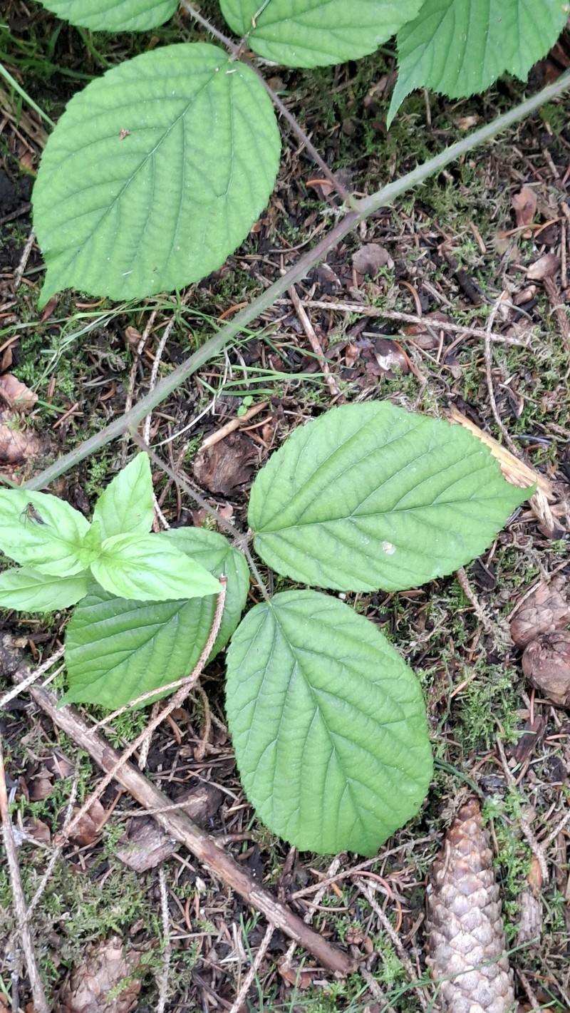 Rubus nigricans photo 7