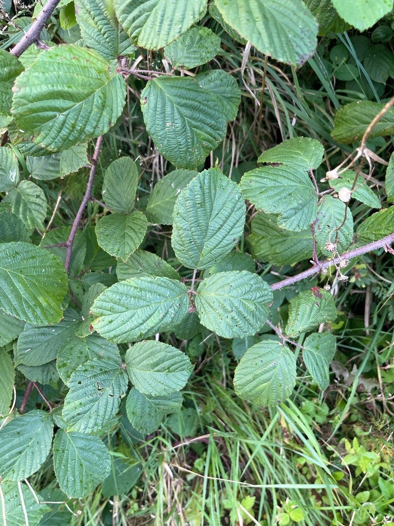 Rubus nigricans photo 8